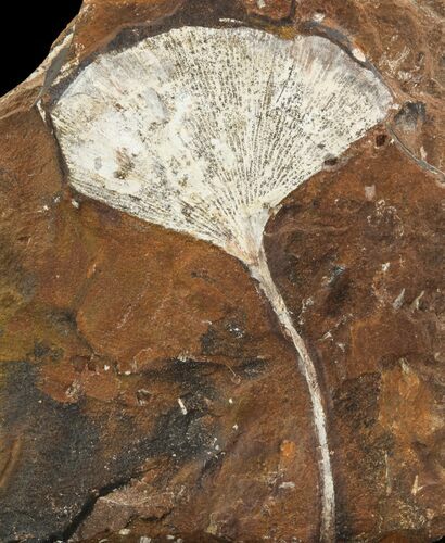 Fossil Ginkgo Leaf From North Dakota - Paleocene #95353